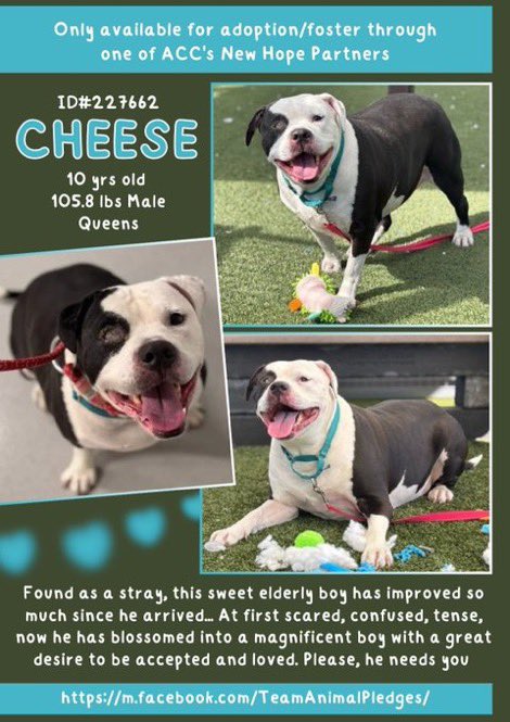 MoishesMom's tweet photo. 🆕Intake• Cheese•1️⃣0️⃣yrs old• Male
🆔2️⃣2️⃣7️⃣6️⃣6️⃣2️⃣Queens ACC
🆕Hope Rescue• Kill 💉 Target🎯
Gorgeous Cheese is a Hunk of American Bulldog ♥️ He’s1️⃣0️⃣6️⃣pounds 🤩
If you like’ em big & beefy Cheese is4️⃣ 🫵🏻 #FosterForCheese #SaveOurSeniors
If no1️⃣comes he💉 #SaveCheese https://t.co/aAxUdX6PKq