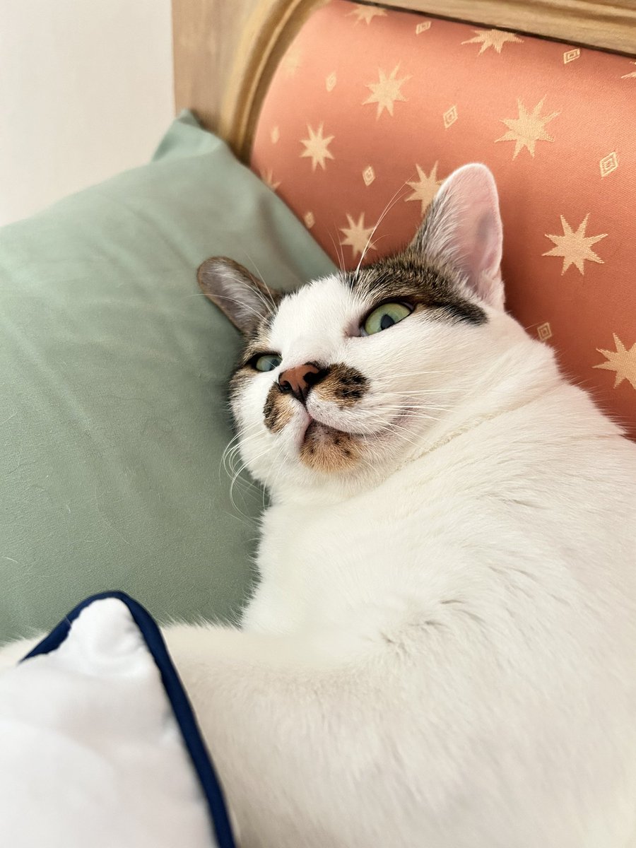 asrhmint's tweet image. มาอ้อนลูก : แต่…สายตานั้นนนนนน 🫣

#panpan #panpanmeme
#แมว #แมวไทยน่ารัก