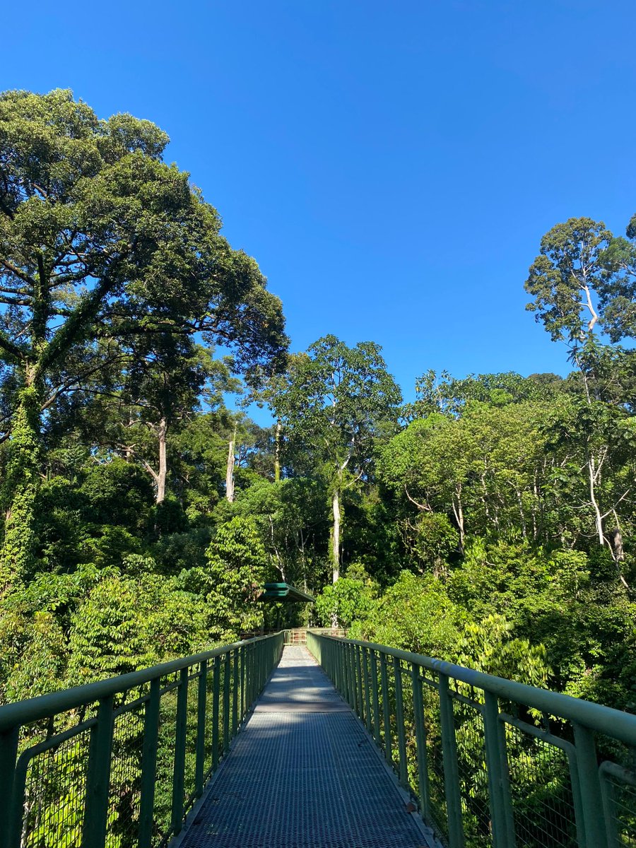 Hijau bumi Tuhan.

RDC Sepilok, Sandakan