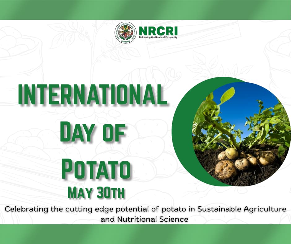 NRCRI UMUDIKE (@nrcri_umudike) on Twitter photo Today, we celebrate #potato, an extraordinary gift from nature.
Happy #InternationalPotaroDay
<a href="/Cipotato/">International Potato Center</a> <a href="/cegesi/">Chiedozie Egesi</a> <a href="/umudike_seeds/">Umudike Seeds</a>
<a href="/NGfmafs/">Nig Federal Ministry of Agriculture &Food Security</a> Today, we celebrate #potato, an extraordinary gift from nature.
Happy #InternationalPotaroDay
<a href="/Cipotato/">International Potato Center</a> <a href="/cegesi/">Chiedozie Egesi</a> <a href="/umudike_seeds/">Umudike Seeds</a>
<a href="/NGfmafs/">Nig Federal Ministry of Agriculture &Food Security</a>