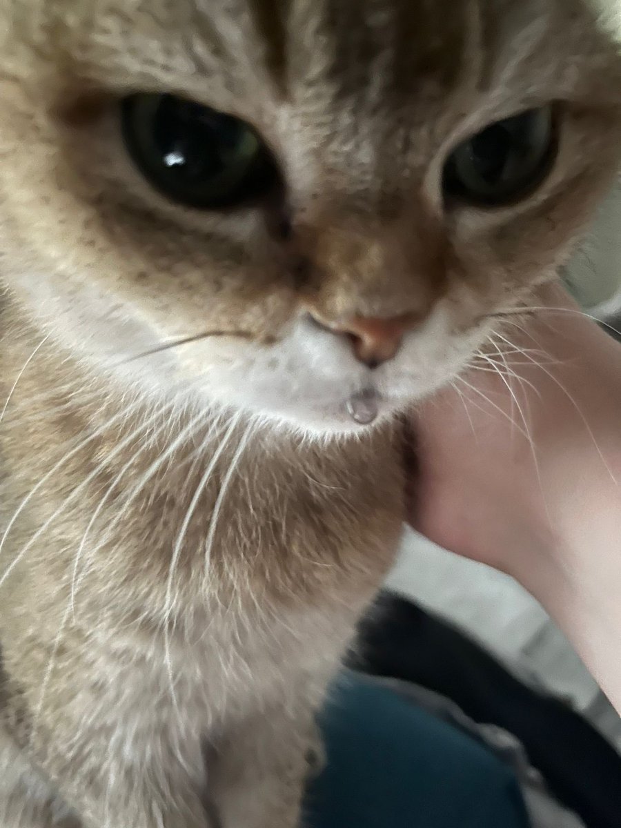 Noodles and Bowser🌈 the Cat tweet media