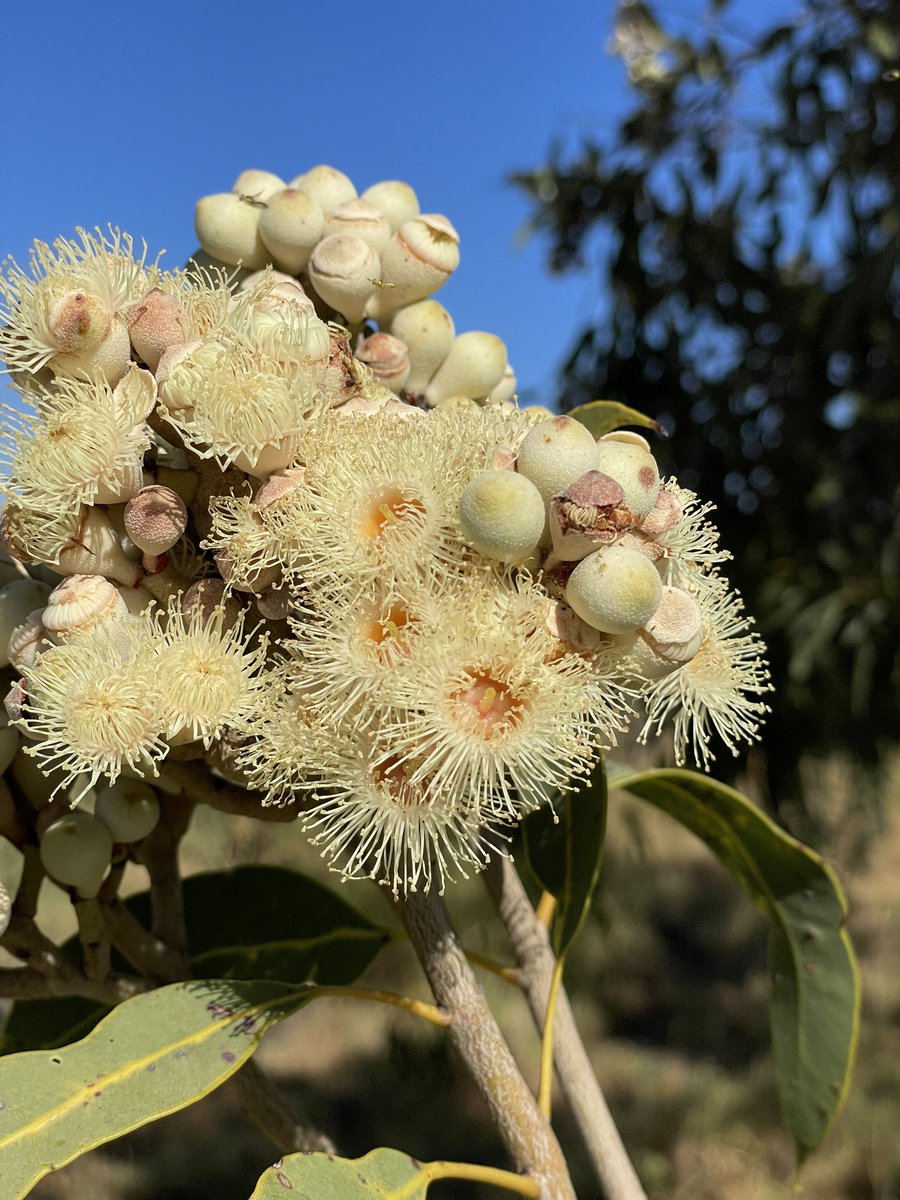 EucalyptAus's tweet photo. #FlowersOnFriday: The Desert or Plains Bloodwood (Corymbia terminalis) has gorgeous, creamy flowers that burst forth from rounded buds at the ends of branches.

This individual in full bloom was recorded by Dr Dean Nicolle on iNaturalist in May 2023. https://t.co/xCv5zKSPxU