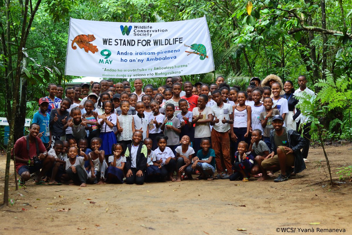 WCS_Mada's tweet image. WCS Madagascar celebrated Chameleon Day on May 17 in Maroantsetra with our youngsters through a vibrant carnival, cameleon projections, games and learning !
#celebration #internationalcameleonsday2025 #WeStandForWildlife