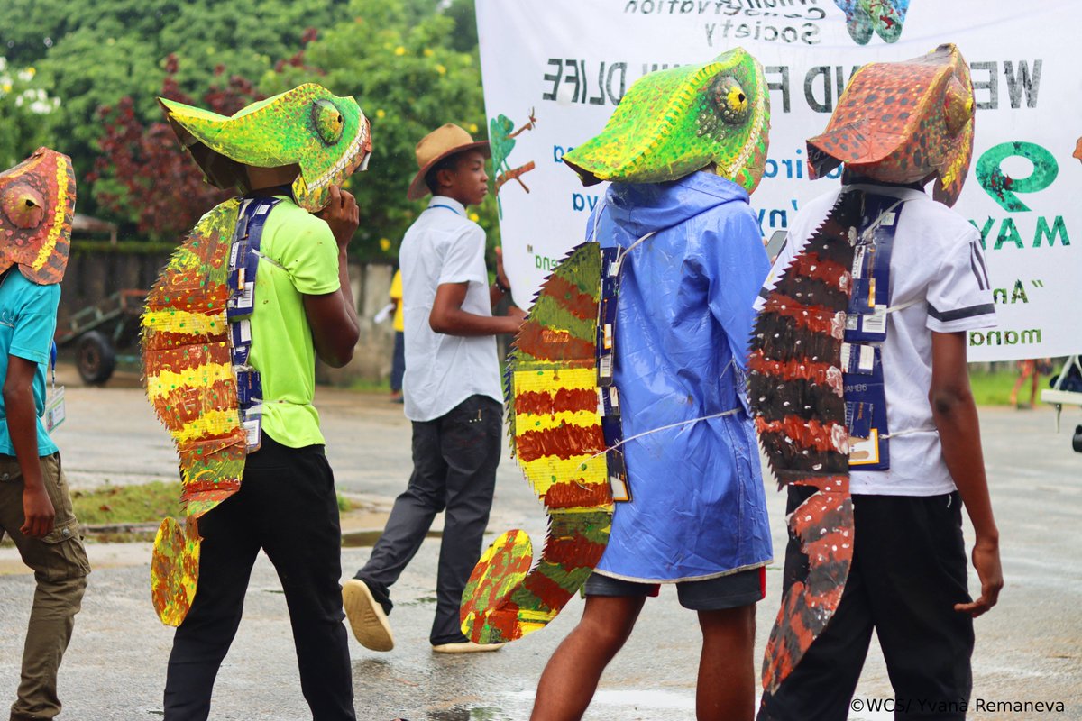 WCS_Mada's tweet image. WCS Madagascar celebrated Chameleon Day on May 17 in Maroantsetra with our youngsters through a vibrant carnival, cameleon projections, games and learning !
#celebration #internationalcameleonsday2025 #WeStandForWildlife