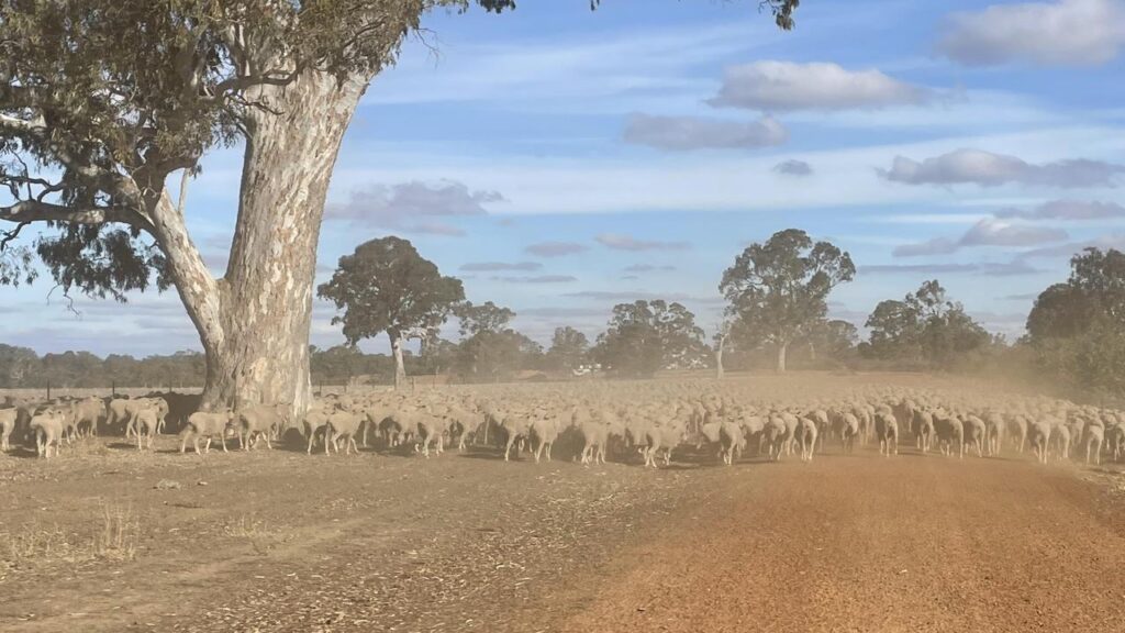 Victorian Farmers Federation (VFF) tweet media