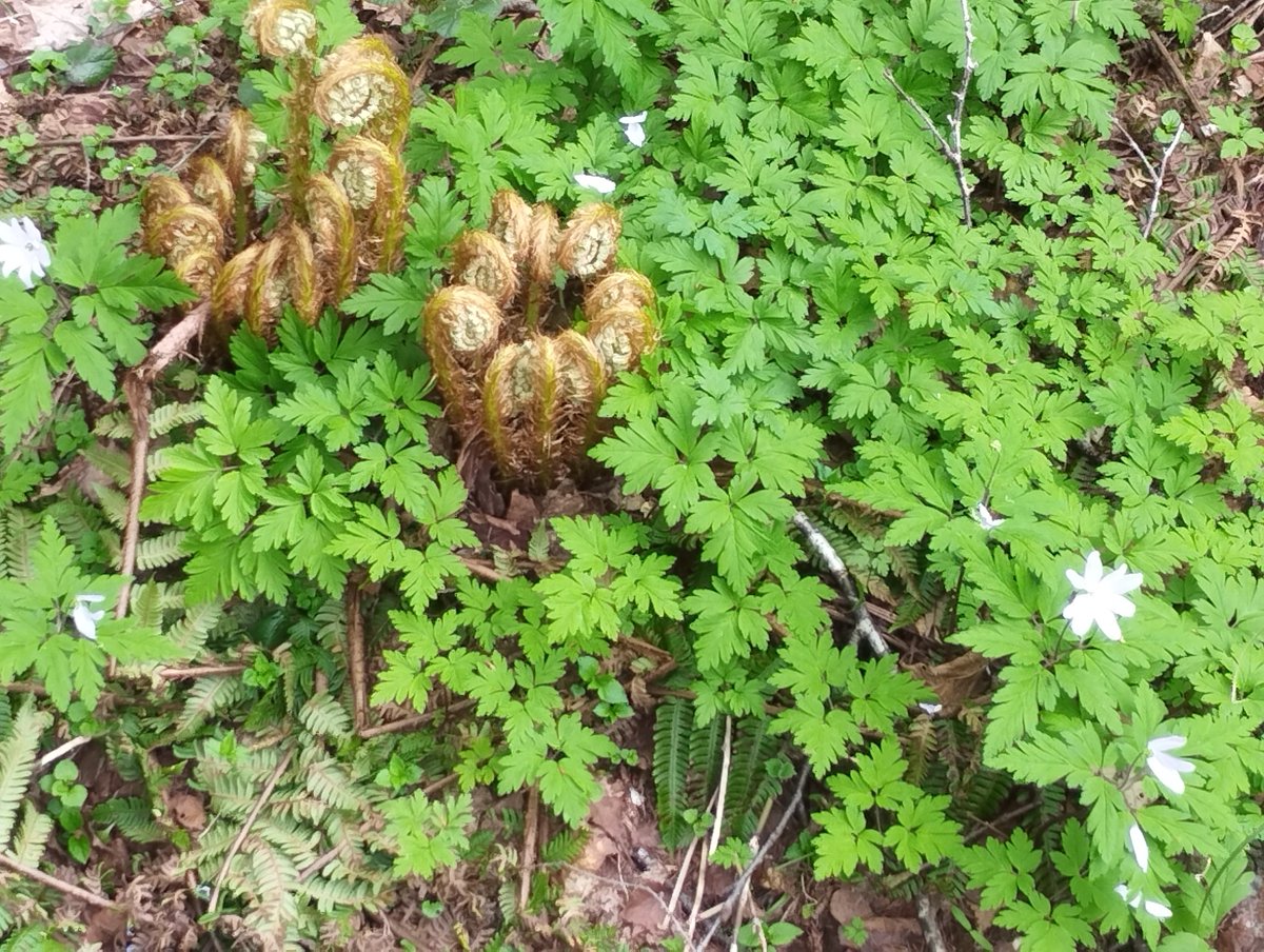 88thplanet's tweet photo. Interesting #plants in the #forest near my home. #Japan #plant #nature #flower #green #woods #walking #hiking #trecking https://t.co/AV5cu6sqLW