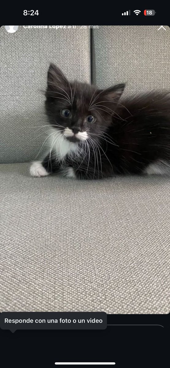 mi imperio romano es pensar que mi gato llegó a los 7 meses a mi casa entonces no  pude disfrutarlo cachorro y todo esos meses fue maltratado y el solo se veía así 😭😭😭😭