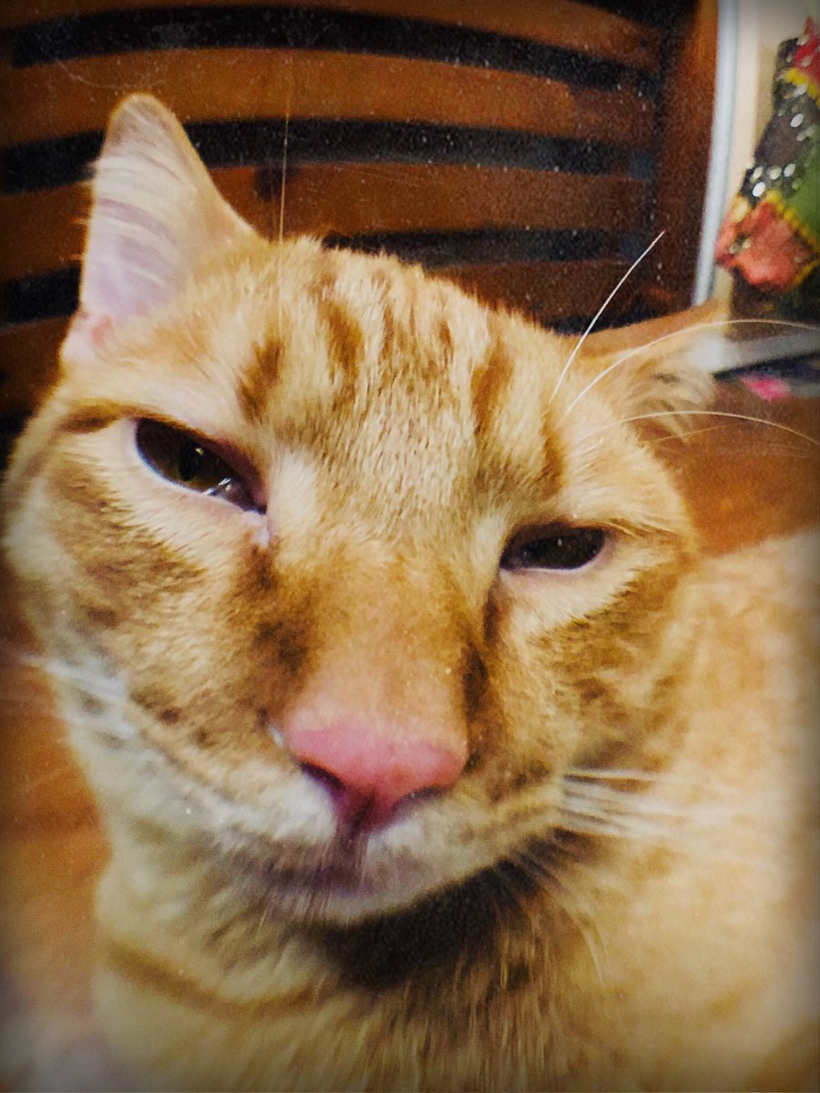 oyakata67's tweet photo. 寝て
起きて
「あ！ご飯の時間や！」の図。

iPhoneに魚眼レンズで撮影

 #猫のいる暮らし
 #やまぶん本間組
 #船橋のデザイナー https://t.co/78Q3IPZrqz