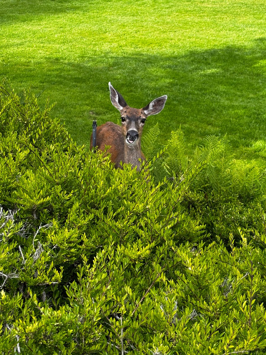 最近一些生活的痕迹：

凌晨四点起床去北温抓螃蟹

周末在维多利亚岛撞见野生的小鹿

在空旷的角落里热爱生活