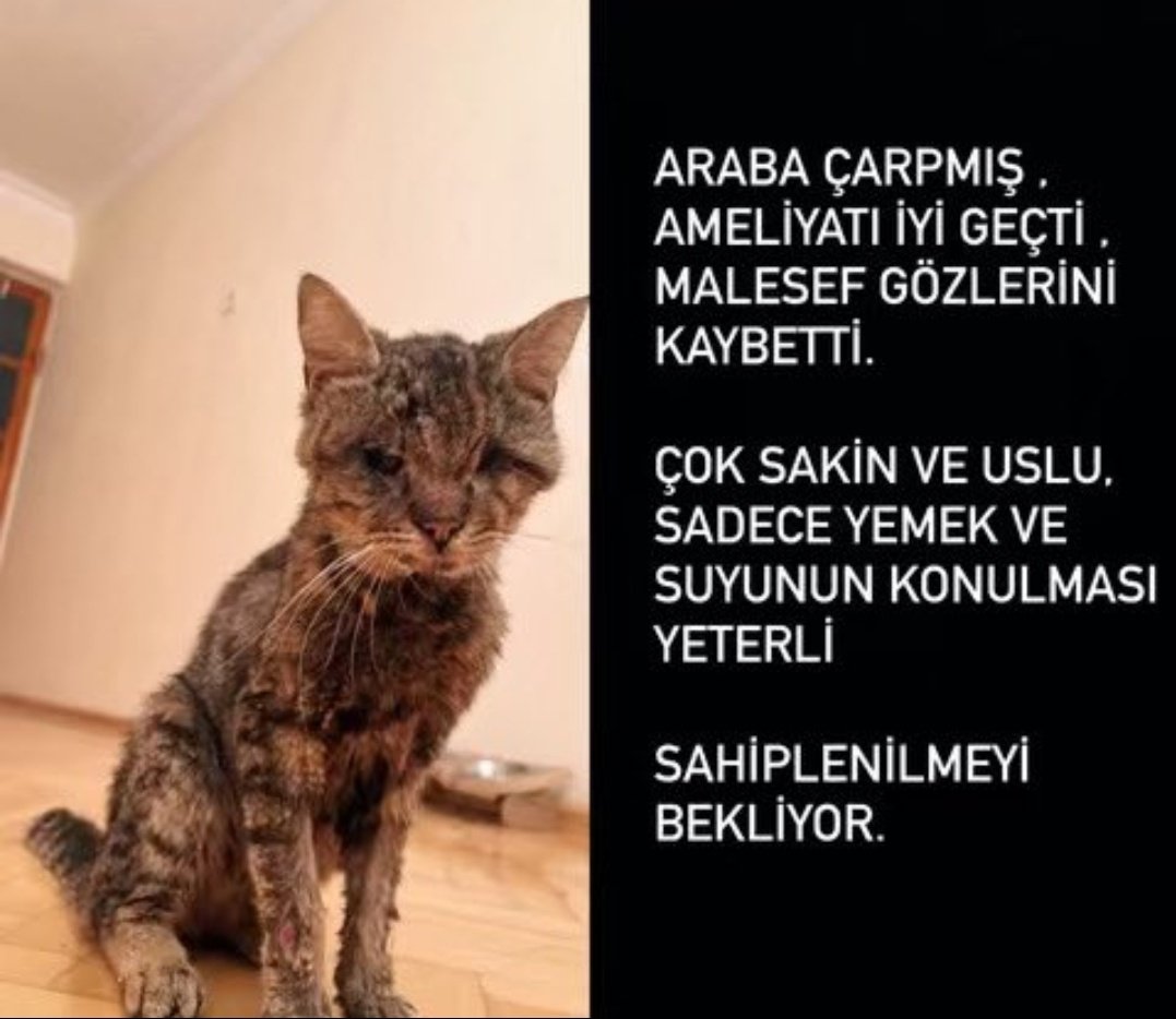 Araba carpmis gözlerini kaybetmiş🥹 artık sokakta yaşayamaz. 
Ne olur bu çocuğa yuva bulalim boynunu bükmüş 🥹 
Annesi babası olsun şımarsın🙏🍀 İzmir