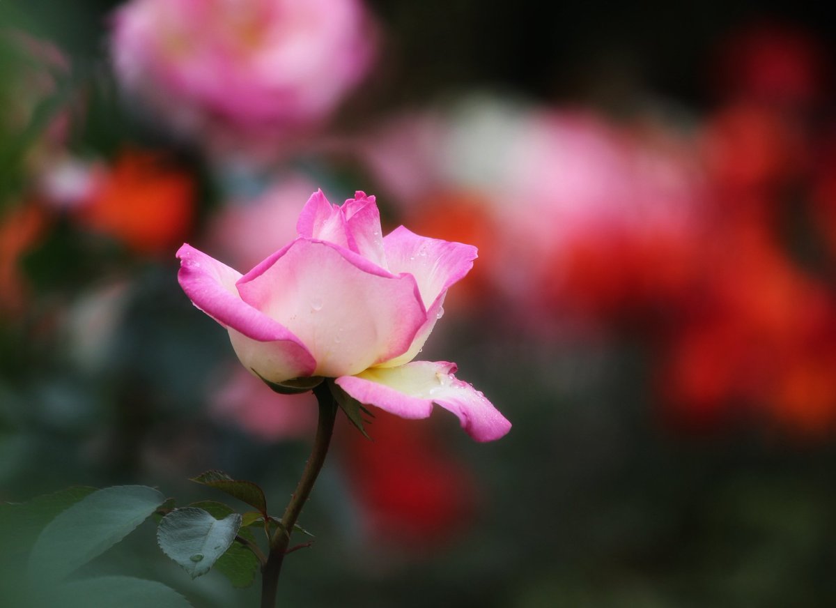 Hello
今日の関東は冷たい雨☔
3月並みの肌寒さだそうです
来週はまた夏日が復活☀
寒暖差に気をつけましょう

#おつかれさまです🌹