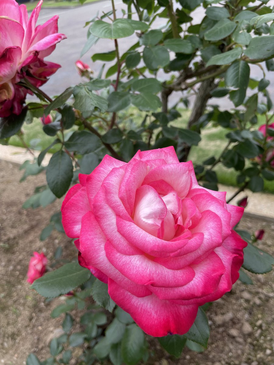 🌹当館敷地内の薔薇が今年も開花し始めました🌹