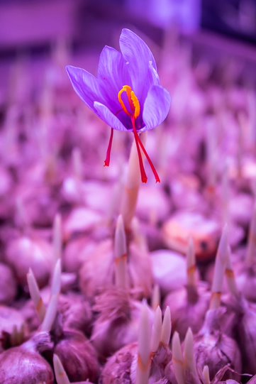 NexselT's tweet image. No Sun? No Problem.🌱💡
Grow saffron indoors with Nexsel&apos;s precision grow lights — proven on 100+ farms!

📸 Real results.
📞 +91 98817 98822

#SaffronFarming #GrowLights #NexselTech #IndoorFarming #LightMatters