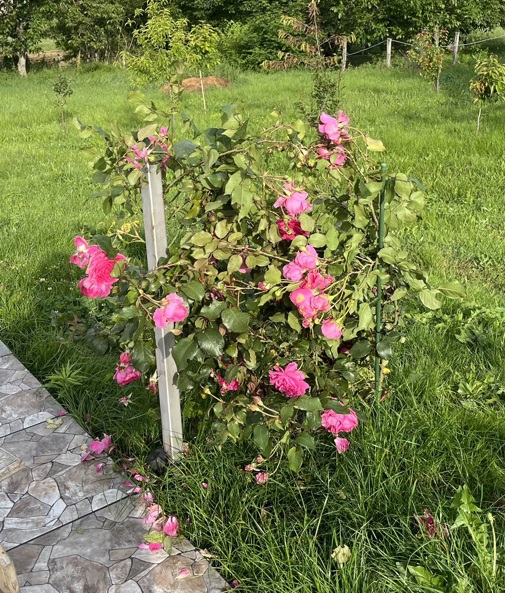 Dobro jutro, ruže se razigrale pa moram da ih povežem. Sve mandže sam im stavio, đubrivo za ruže, razne zaštite protiv bubica i eto napreduju. Samo su neka sorta što baš bode