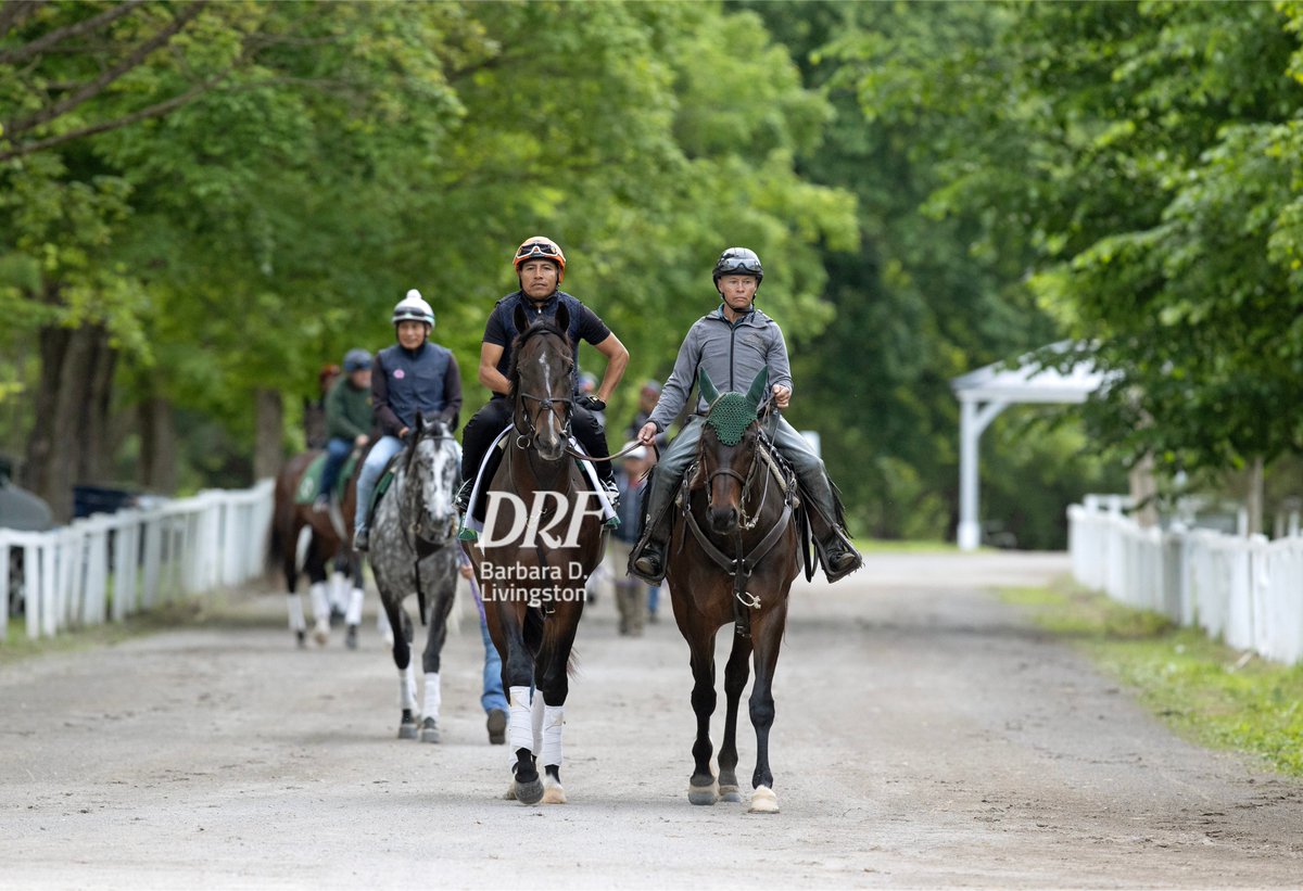 Daily Racing Form (@dailyracingform) on Twitter photo 👀👀 Some great looks at Kentucky Derby winner SOVEREIGNTY on Thursday morning getting ready for the <a href="/BelmontStakes/">Belmont Stakes</a> .
📷 Barbara D. Livingston <a href="/DRFLivingston/">Barbara D. Livingston</a> 👀👀 Some great looks at Kentucky Derby winner SOVEREIGNTY on Thursday morning getting ready for the <a href="/BelmontStakes/">Belmont Stakes</a> .
📷 Barbara D. Livingston <a href="/DRFLivingston/">Barbara D. Livingston</a>