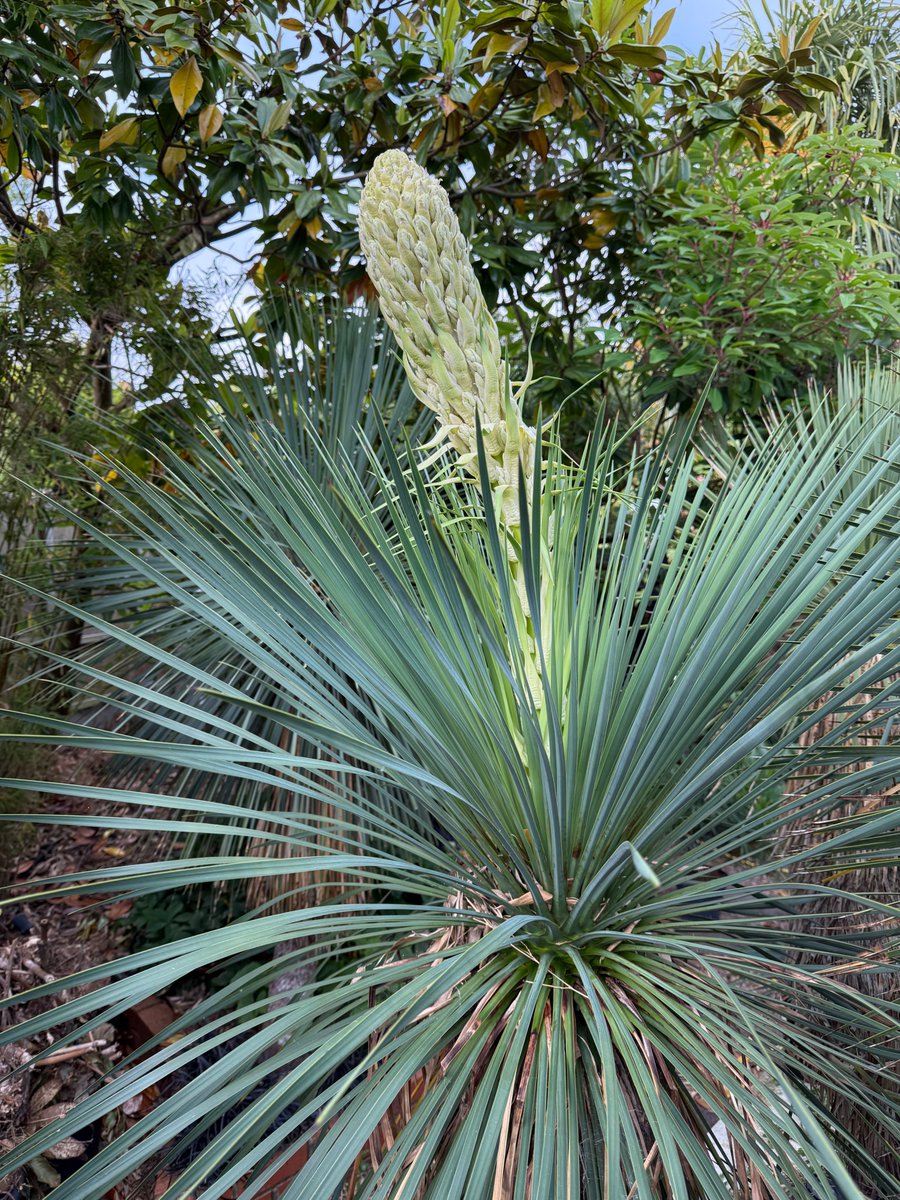 Stepladders out to try and hand pollinate a Yucca linearifolia, my first time trying this, I've normally left them alone. Top of the flower is 3m up so a precarious procedure. The 2nd flowering plant is about 10 days behind in development.