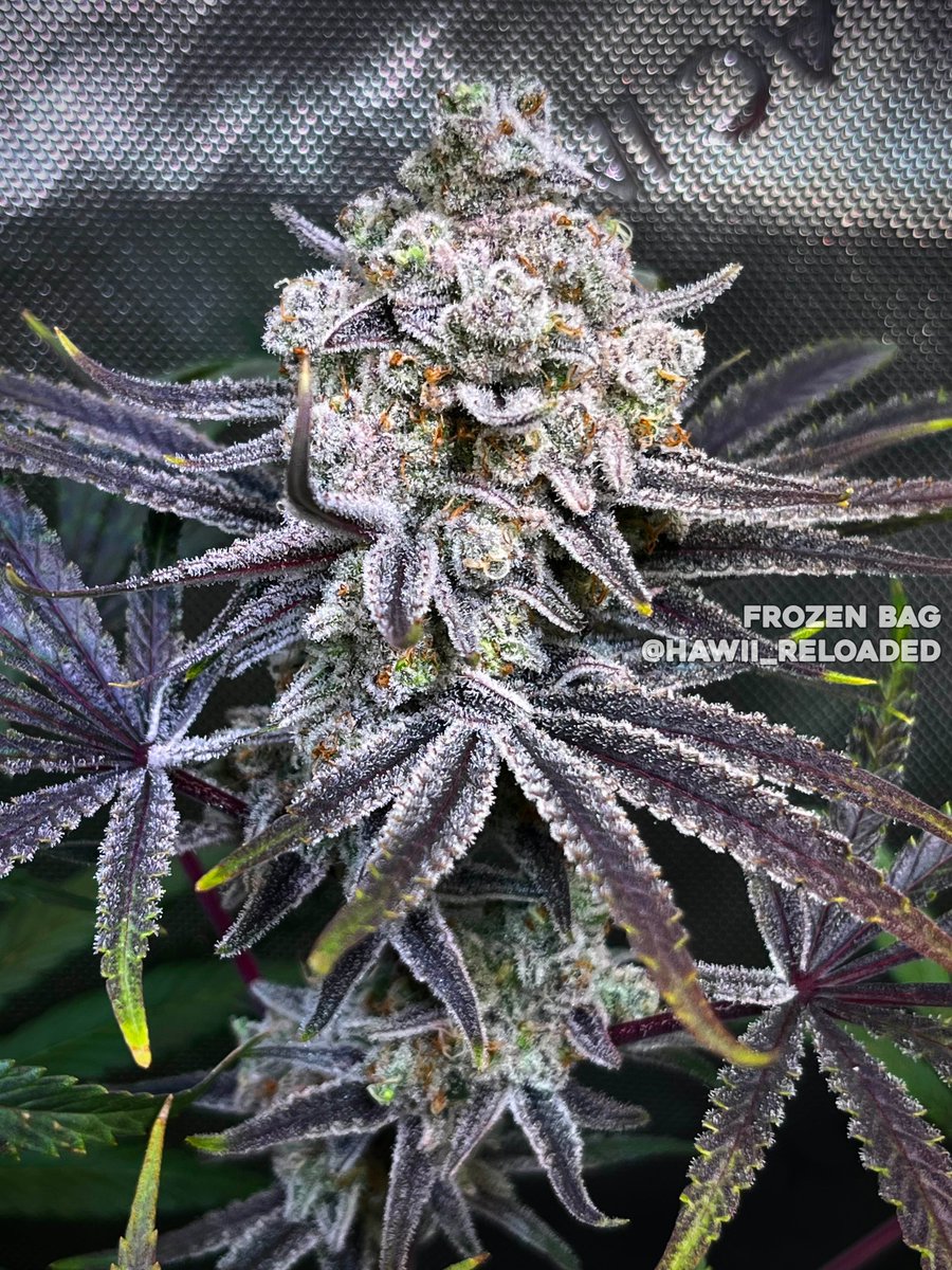 Frozen BAG 🔥
Grown/Photo by Hawii_ReLoaded (Discord)
Bred by #RobinHoodSeeds
robinhoodseeds.com/approved-vendo…
#cannabis #cannabiscultivation #nugshot