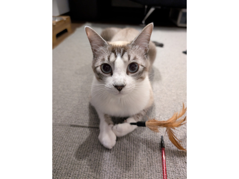nekojiru_maigo's tweet photo. 🔍捜索中
迷い猫シャムトラを探しております

名前：ラン
性別：♂
月齢：約1歳9ヶ月
い��くなった日：🗓2025年5月26日(月)
地域：宮城県大崎市詳細：https://t.co/md4M5IozLW https://t.co/XaJH9nOHGa