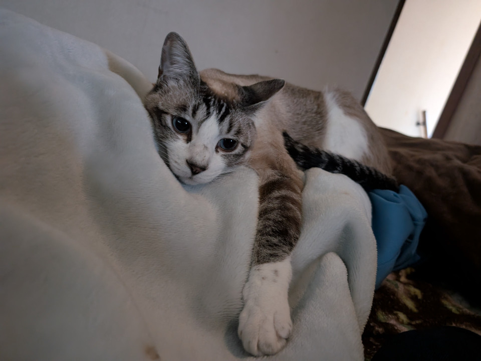 nekojiru_maigo's tweet photo. 🔍捜索中
迷い猫シャムトラを探しております

名前：ラン
性別：♂
月齢：約1歳9ヶ月
い��くなった日：🗓2025年5月26日(月)
地域：宮城県大崎市詳細：https://t.co/md4M5IozLW https://t.co/XaJH9nOHGa