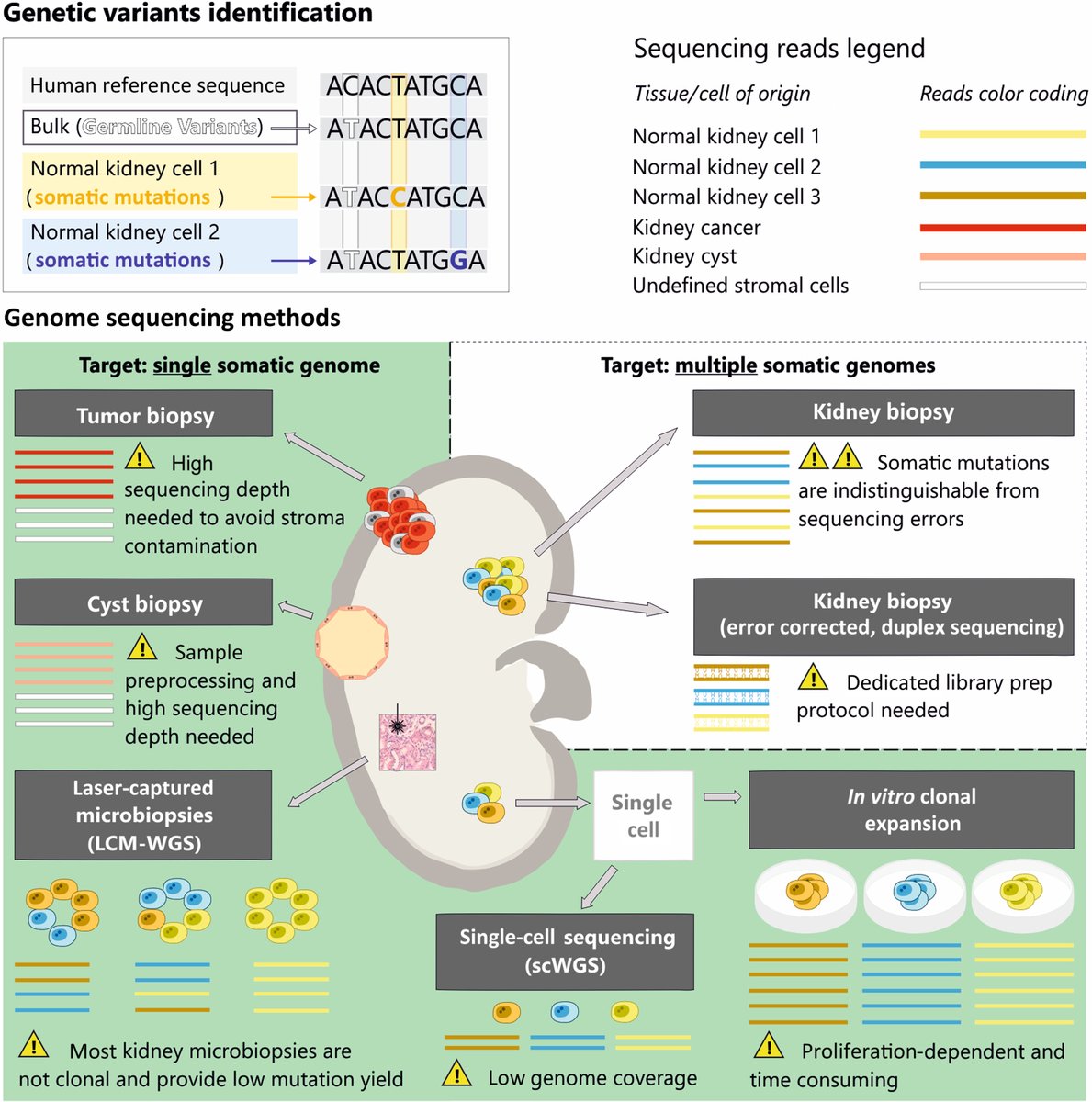 Int Society of Nephrology (@isnkidneycare) on Twitter photo 📖 This weekend don't miss our <a href="/Kidney_Int/">Kidney International</a> #ISNFridaySelection: Somatic mutations acquired during life: state of the art and implications for the kidney
kidney-international.org/article/S0085-… 📖 This weekend don't miss our <a href="/Kidney_Int/">Kidney International</a> #ISNFridaySelection: Somatic mutations acquired during life: state of the art and implications for the kidney
kidney-international.org/article/S0085-…