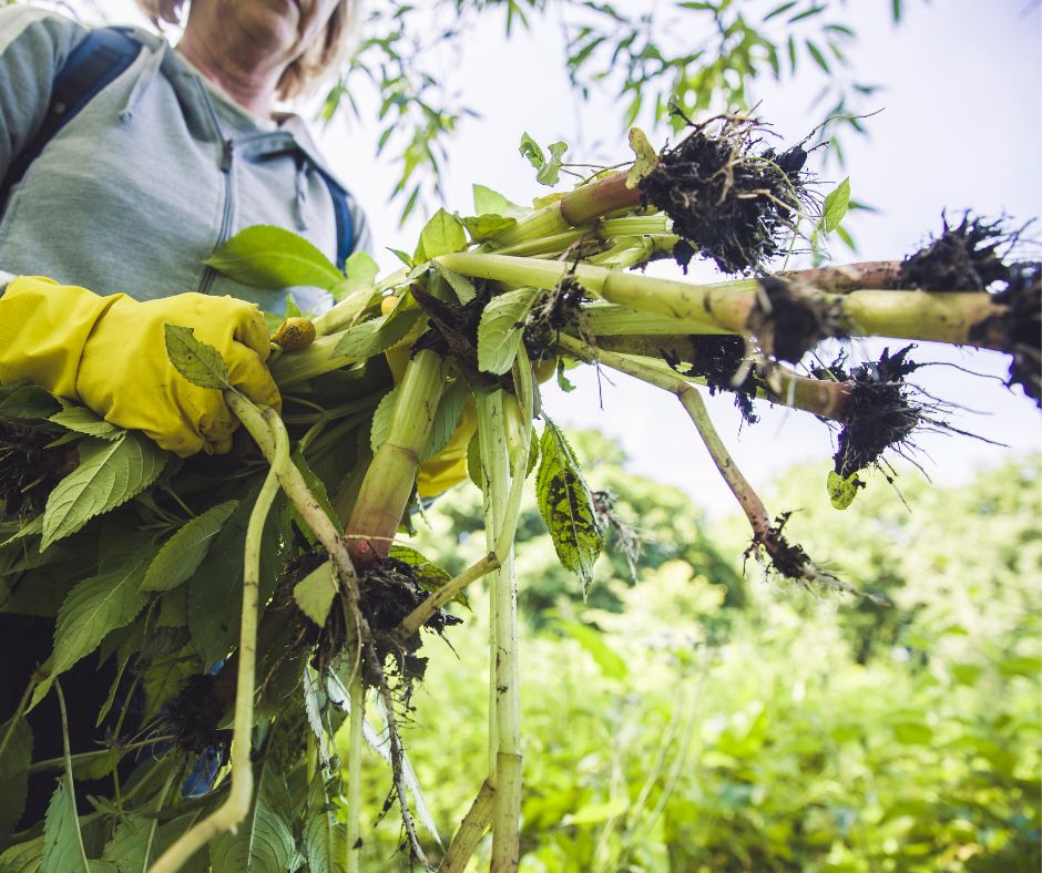 Make a difference to Milton Keynes’ environment! 🌍

Join our next Community Volunteering Task to help remove invasive Himalayan Balsam from Loughton Valley Park.

Sessions are running tomorrow (Sat 31 May) and Wed 4 June.

Find out more: ow.ly/lw5050VP6yk