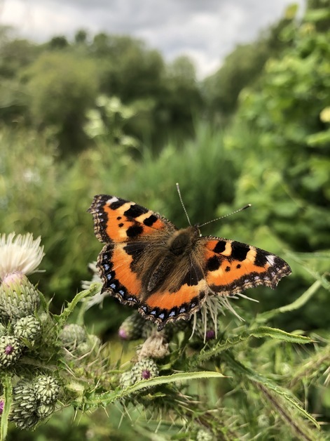 Summer wildlife has made an appearance - and so have the butterflies and moths! What ones have you spotted in the park? 🦋

You can submit your sightings on our websitehttps://ow.ly/GfYe50VWV5j