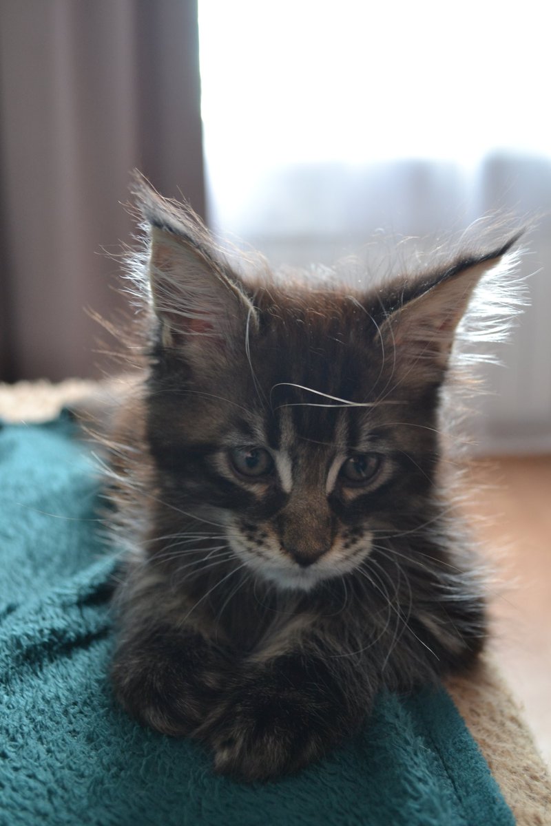inorok_'s tweet photo. Думаете загнивающий запад где-то далеко и не грозит вам пальчиком из-за угла?

Что ж, сегодня я наняла котоняню для своего котёнка...и буду платить настоящие деньги в эквиваленте присмотра за младенцем https://t.co/adbqmWFnYn