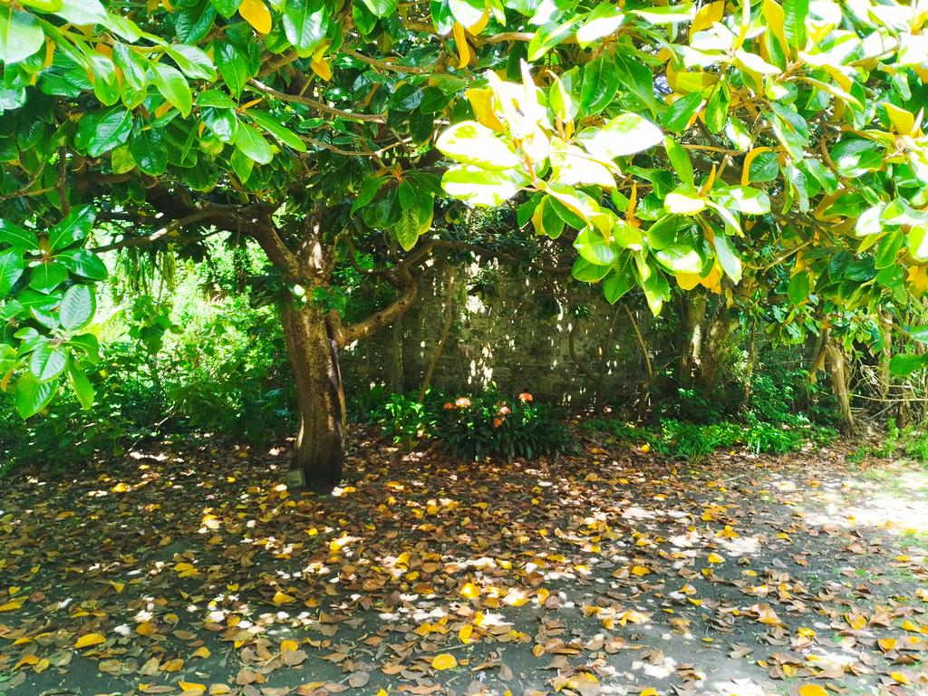 The tender, South African Clivia nobilis growing in the Walled Garden at Ventnor Botanic Garden under a champion Magnolia ' Charles Dickens'