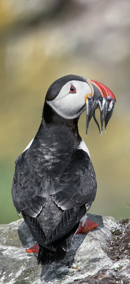 Paul Hackett (@paulhdigiman) on Twitter photo TAP mobile SCREEN twice to see full image
Phonescoped Puffin, Scotland 🏴 #kowascoping #iphone15promax #benrouk #varioadapter <a href="/KowaOptics/">Kowa Sporting Optics</a> TAP mobile SCREEN twice to see full image
Phonescoped Puffin, Scotland 🏴 #kowascoping #iphone15promax #benrouk #varioadapter <a href="/KowaOptics/">Kowa Sporting Optics</a>