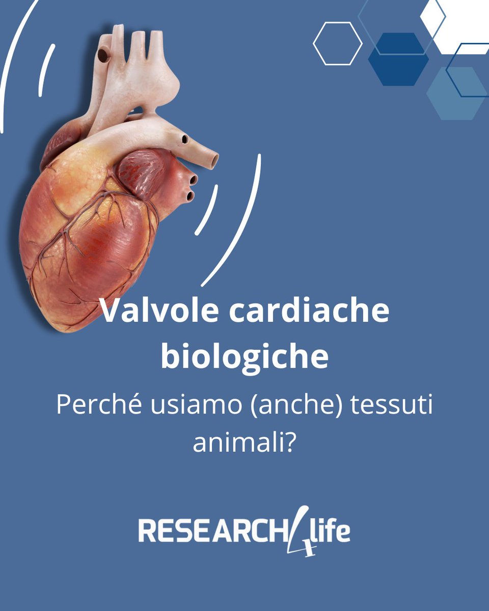 Pur non essendo formalmente xenotrapianti, la maggior parte delle valvole cardiache usate in clinica sono di origine animale: tra clinica, immunologia e biotecnologie, diamo un quadro della loro importanza e delle prospettive di sviluppo future
🔗 research4life.it/valvole-cardia…