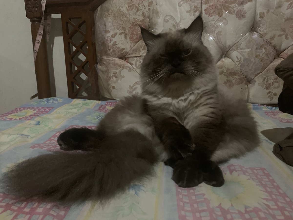 yellowcippo's tweet photo. demennya duduk kek bapak2 https://t.co/NmbCAKDFbC