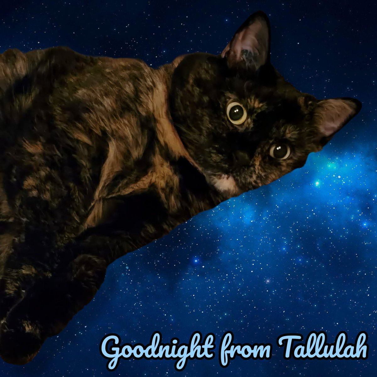 KheftKaligari's tweet image. Goodnight from Tallulah #CatsOfX #SleepyCats #Tortie #Tortitude #CatsOfVancouver #CatsOfKitsilano #CatsAreFamily