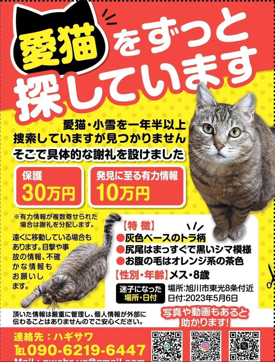 ktmam083's tweet photo. 🐱拡散をお願いします

こゆちゃんの捜索から２年が経ちました
有力情報は得られてません
こゆちゃん似の猫を見てませんか?保護した猫は小雪ちゃんではありませんか?
どうか家族の元に帰れる様
ご協力をお願いします!

#迷い猫小雪 #旭川東光
#キジトラ #グレー https://t.co/zZHeds0SpH