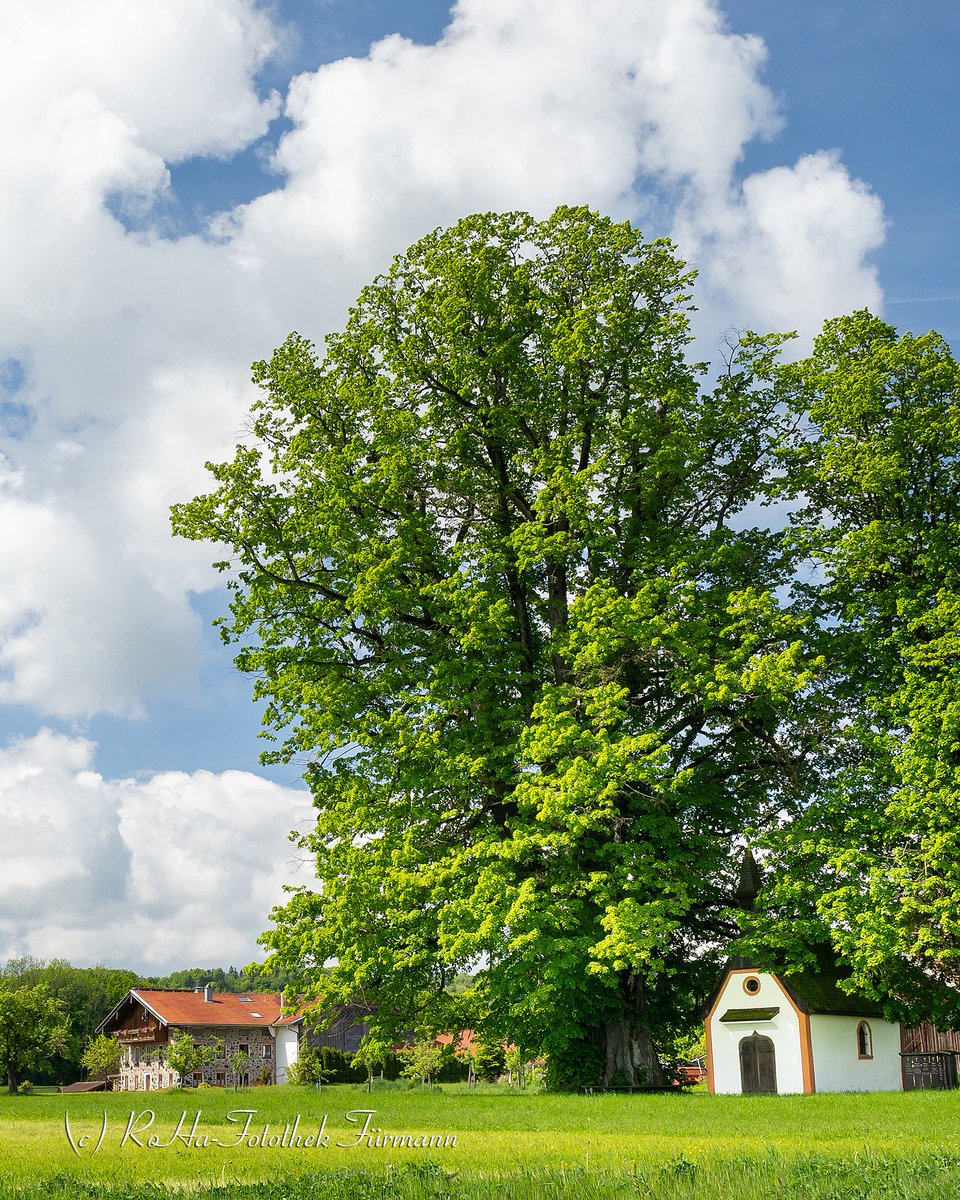 RosaFuermann's tweet photo. Typisch für das Landschaftsbild im Rupertiwinkel…
Die Kapelle zwischen riesigen Linden mit dem in Schlackestein gebauten Bauernhaus im Hintergrund.
Der Schlackestein - ein äußerst beliebter Baustoff in dieser Region...
https://t.co/DYTxLolvch
#Rupertiwinkel #Bayern #RoHaFotothek https://t.co/qUGTBM5xri