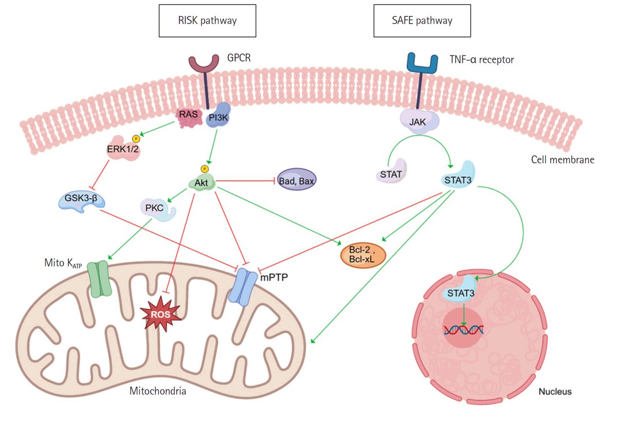 Korean Journal of Anesthesiology (KJA) (@korean_j_anesth) on Twitter photo Promising in animals, ineffective in humans—anesthetic preconditioning fails to protect aging brains. However, strategies to improve mitochondrial function (e.g., preop exercise) may improve postoperative neurological outcomes in older patients
doi.org/10.4097/kja.25… Promising in animals, ineffective in humans—anesthetic preconditioning fails to protect aging brains. However, strategies to improve mitochondrial function (e.g., preop exercise) may improve postoperative neurological outcomes in older patients
doi.org/10.4097/kja.25…