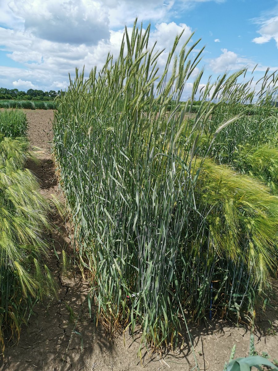 Bullinsid's tweet image. The longest #StemRust pustule on tallest cereal in the field. Spotted on #rye @MGIHUNREN in Martonvásár, Hungary