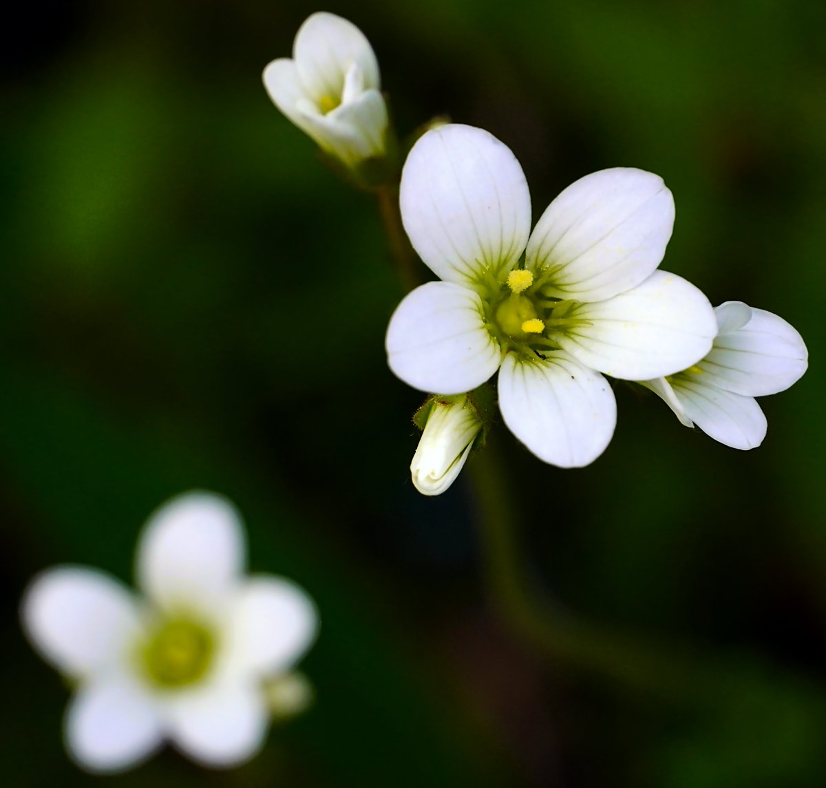 FeeLerLing's tweet image. Good morning, friends

#PrettyLittleThings #FridayMorning