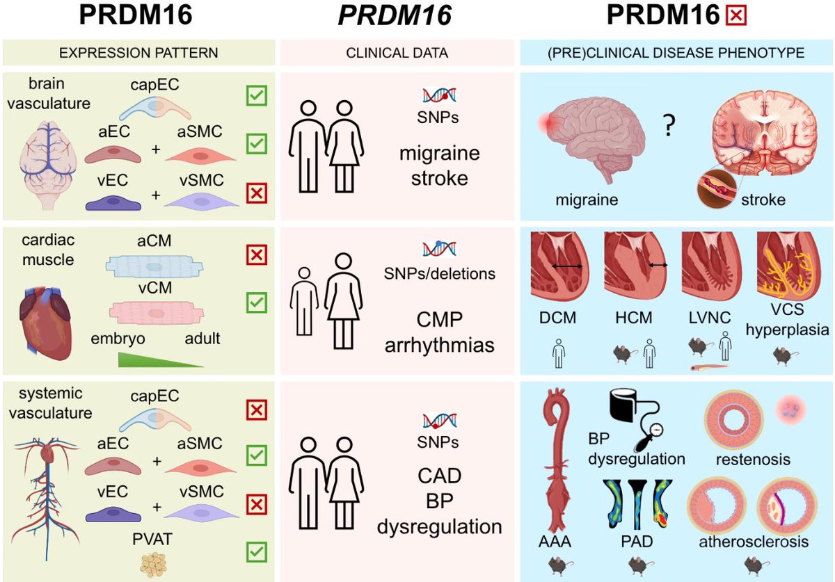 European Society of Cardiology Journals (@esc_journals) on Twitter photo A new kid on the block in #cardiovascular health & disease? PRDM16 has a functional role within developing CV tissues & impaired PRDM16 signalling contributes to #CVD academic.oup.com/cardiovascres/…
<a href="/CVR_TomaszGuzik/">CVR Tomasz Guzik</a> <a href="/glenpyle/">Glen Pyle | #WomensHeartHealth ❤️🩹🖇️</a> <a href="/DrMikeDrozd/">Mike Drozd</a> <a href="/Sarah_KBrown/">Sarah Brown</a> #CardioX #CardiovascularResearch A new kid on the block in #cardiovascular health & disease? PRDM16 has a functional role within developing CV tissues & impaired PRDM16 signalling contributes to #CVD academic.oup.com/cardiovascres/…
<a href="/CVR_TomaszGuzik/">CVR Tomasz Guzik</a> <a href="/glenpyle/">Glen Pyle | #WomensHeartHealth ❤️🩹🖇️</a> <a href="/DrMikeDrozd/">Mike Drozd</a> <a href="/Sarah_KBrown/">Sarah Brown</a> #CardioX #CardiovascularResearch