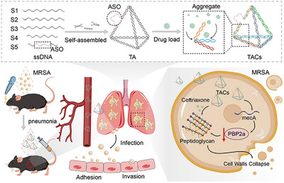 AggregateOA's tweet image. &quot;Multifunctional #Framework Nucleic Acid Vehicle for #Antibiotic Sensitization and Treatment of Methicillin-Resistant Staphylococcus aureus&quot; by Changfeng Zhu @FudanUniversity et al. @wileymicrobio #DNA 
check👉doi.org/10.1002/agt2.7…