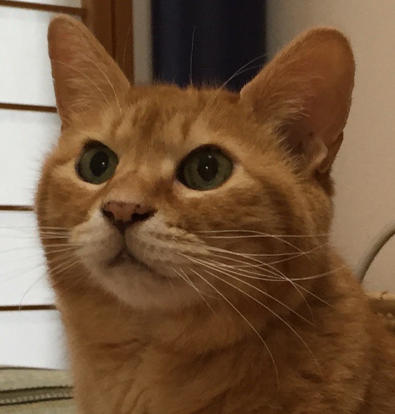 gingercat_DQX's tweet photo. 茶トラ猫さんの遺伝子についての
スタンフォード大の研究チームの話し
https://t.co/Wn6pWXB8na https://t.co/9lqpW21yAq