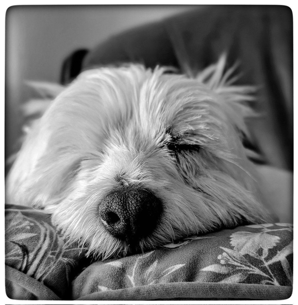 Freddie ❤️
And this is why I love dogs!! 
Routine so perfect! 
He's settled, calm and confident 
Freddie is a 9 year old rescue Westie 
Things that make me happy 💛
#Gentleness 🩵
#Ready4Freddie 💚🐶 
#KeepGoing x⛅