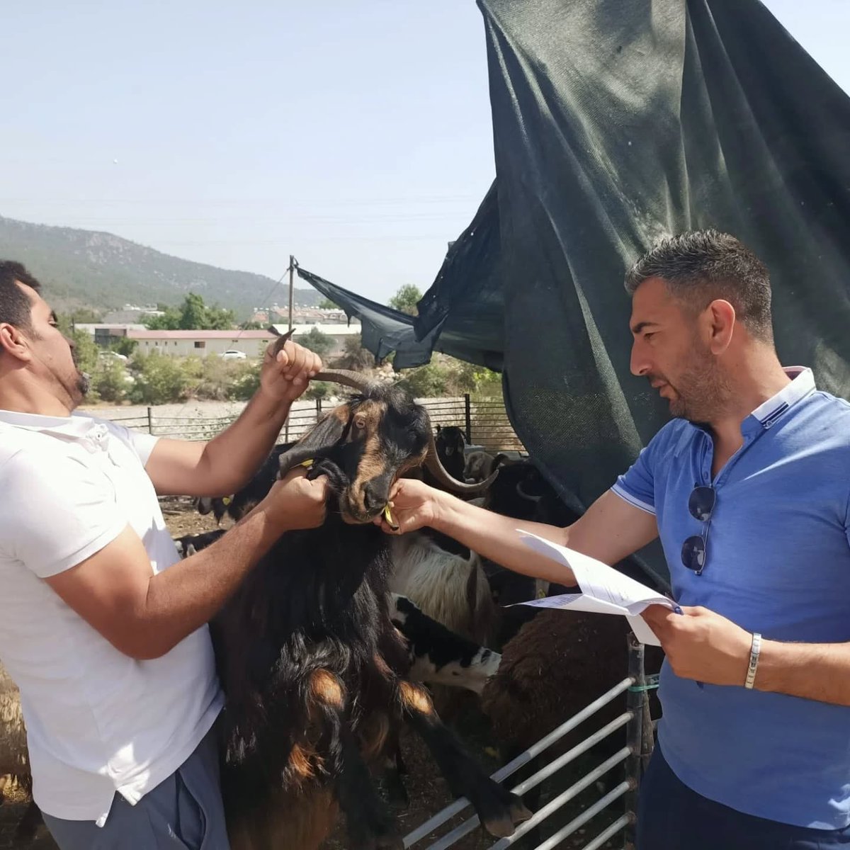 Antalya İl Tarım ve Orman Müdürlüğü (@antalyailtarim) on Twitter photo İl genelinde #Kurban satış yerlerinde denetimlerimiz sürüyor. #Konyaaltı ve #Kemer'de veteriner hekimlerimiz hayvanların küpelerini, belgelerini ve sağlık durumlarını titizlikle kontrol etti.
#SağlıklıKurban #HayvanSağlığı
<a href="/FratErkal/">Fırat Erkal</a> <a href="/ibrahimyumakli/">İbrahim Yumaklı</a> İl genelinde #Kurban satış yerlerinde denetimlerimiz sürüyor. #Konyaaltı ve #Kemer'de veteriner hekimlerimiz hayvanların küpelerini, belgelerini ve sağlık durumlarını titizlikle kontrol etti.
#SağlıklıKurban #HayvanSağlığı
<a href="/FratErkal/">Fırat Erkal</a> <a href="/ibrahimyumakli/">İbrahim Yumaklı</a>