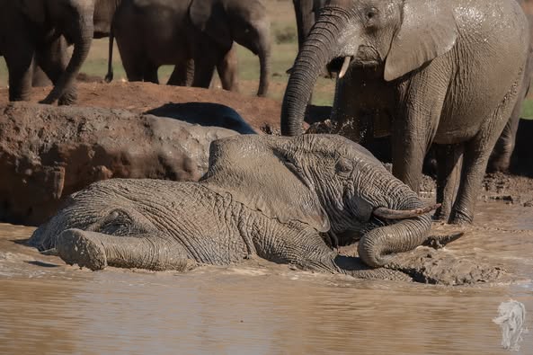 Time for a mud bath at Hapoor Dam in #AddoElephantNationalPark 🐘📷Filo Lisa Di Leo #LiveYourWild <a href="/SANParks/">SANParks</a>