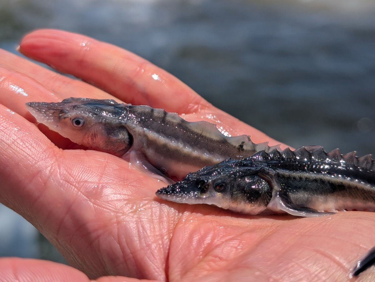 WWF Central and Eastern Europe (@wwfcee) on Twitter photo 🐟 Over 30,000 juvenile sturgeons were released into the Danube in Ukraine. Earlier in May,<a href="/WWF_Ukraine/">WWF-Ukraine</a> joined regional and national partners to release 18,000 sterlets and 13,900 Russian sturgeons both listed in the Red Data Book of Ukraine and protected internationally under 🐟 Over 30,000 juvenile sturgeons were released into the Danube in Ukraine. Earlier in May,<a href="/WWF_Ukraine/">WWF-Ukraine</a> joined regional and national partners to release 18,000 sterlets and 13,900 Russian sturgeons both listed in the Red Data Book of Ukraine and protected internationally under