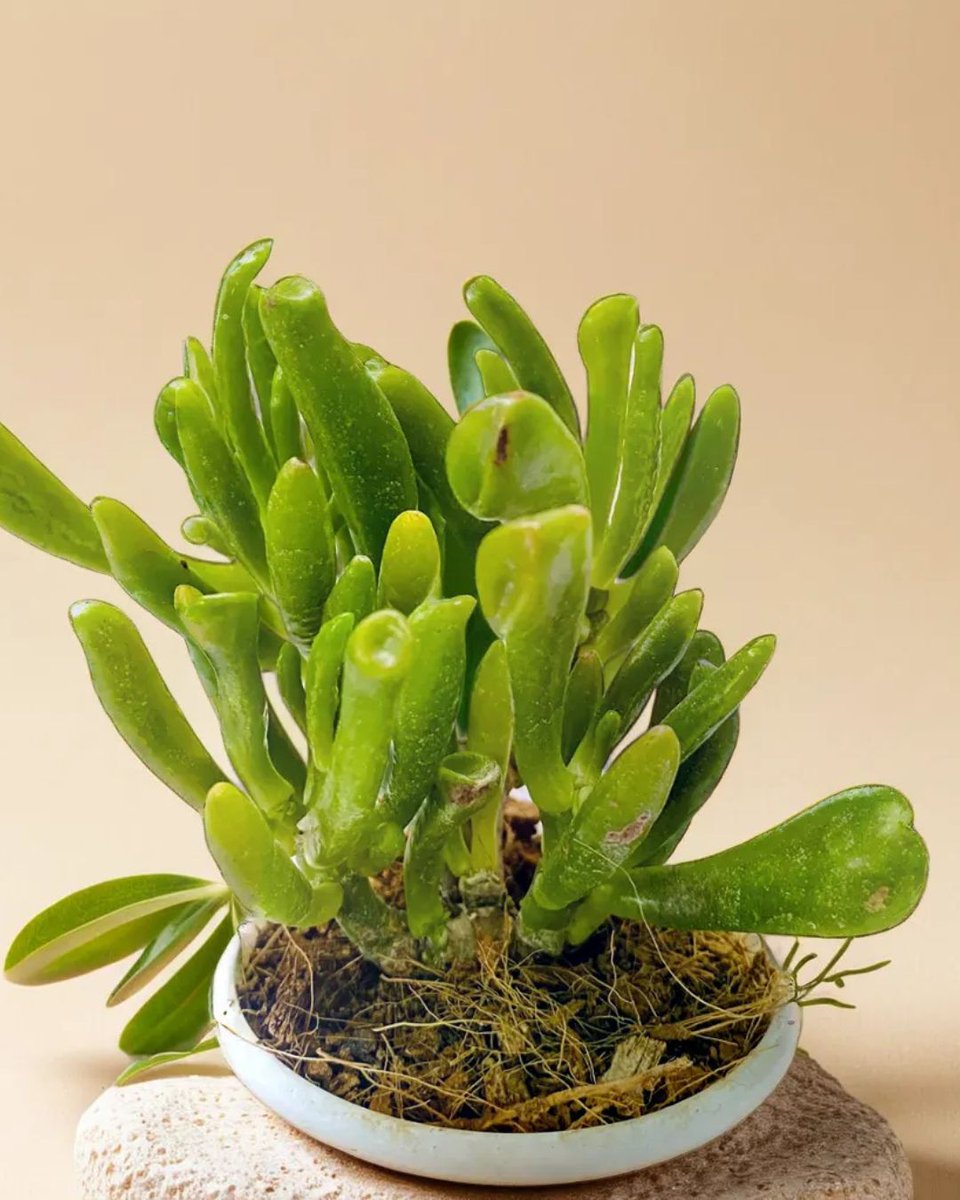 PLANT ORBIT tweet media