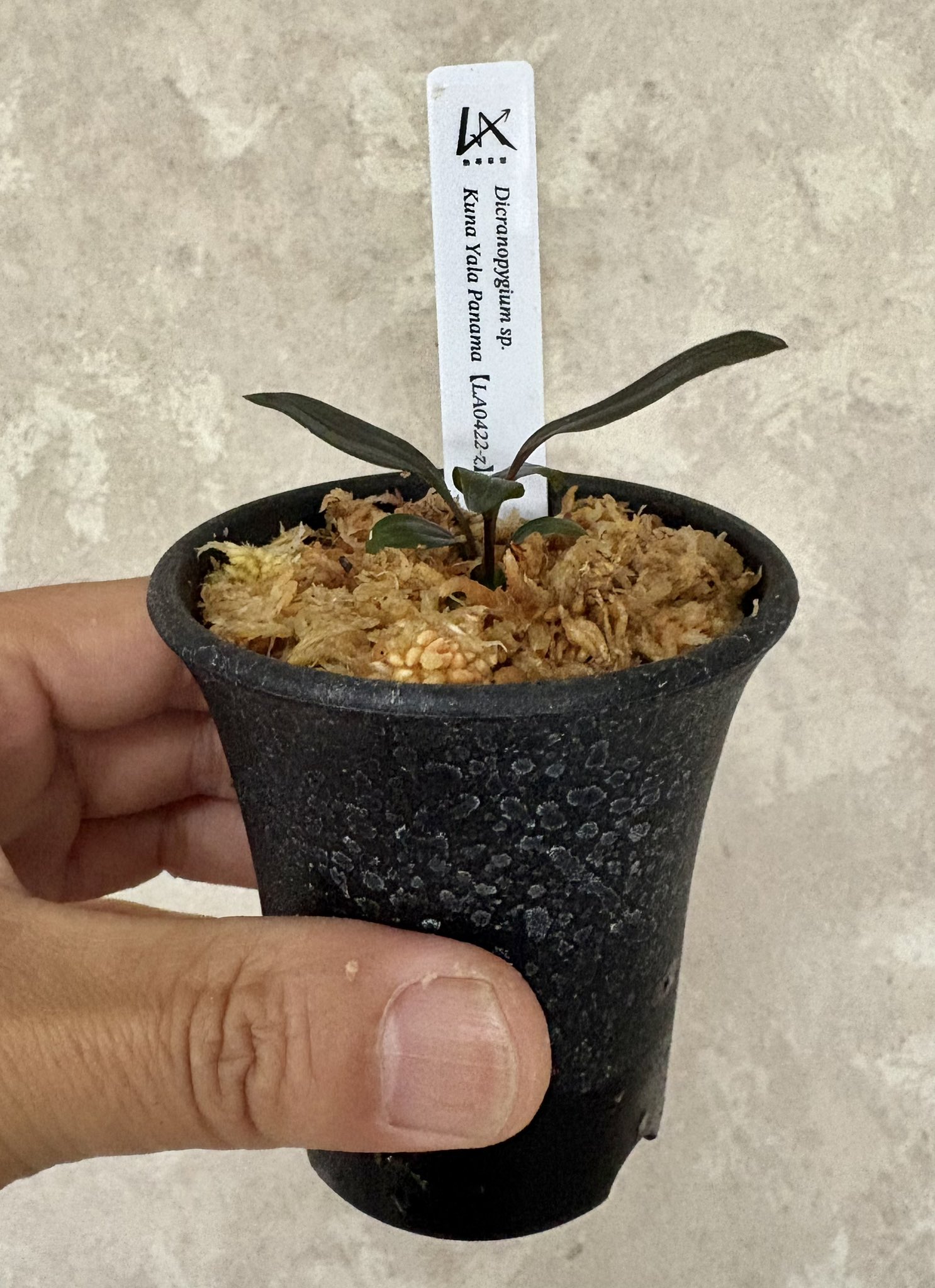 Dicranopygium sp. Kuna Yama Panama タグ付き Dicranopygium sp. Kuna Yama Panama タグ付き - メルカリ
