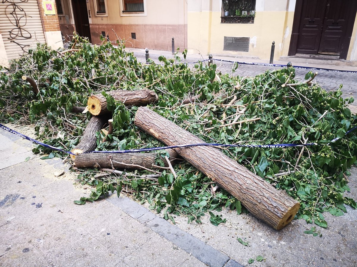 En Zaragoza, todos los dias se talan árboles, este era una morera.
Dicen que manchaba el suelo...