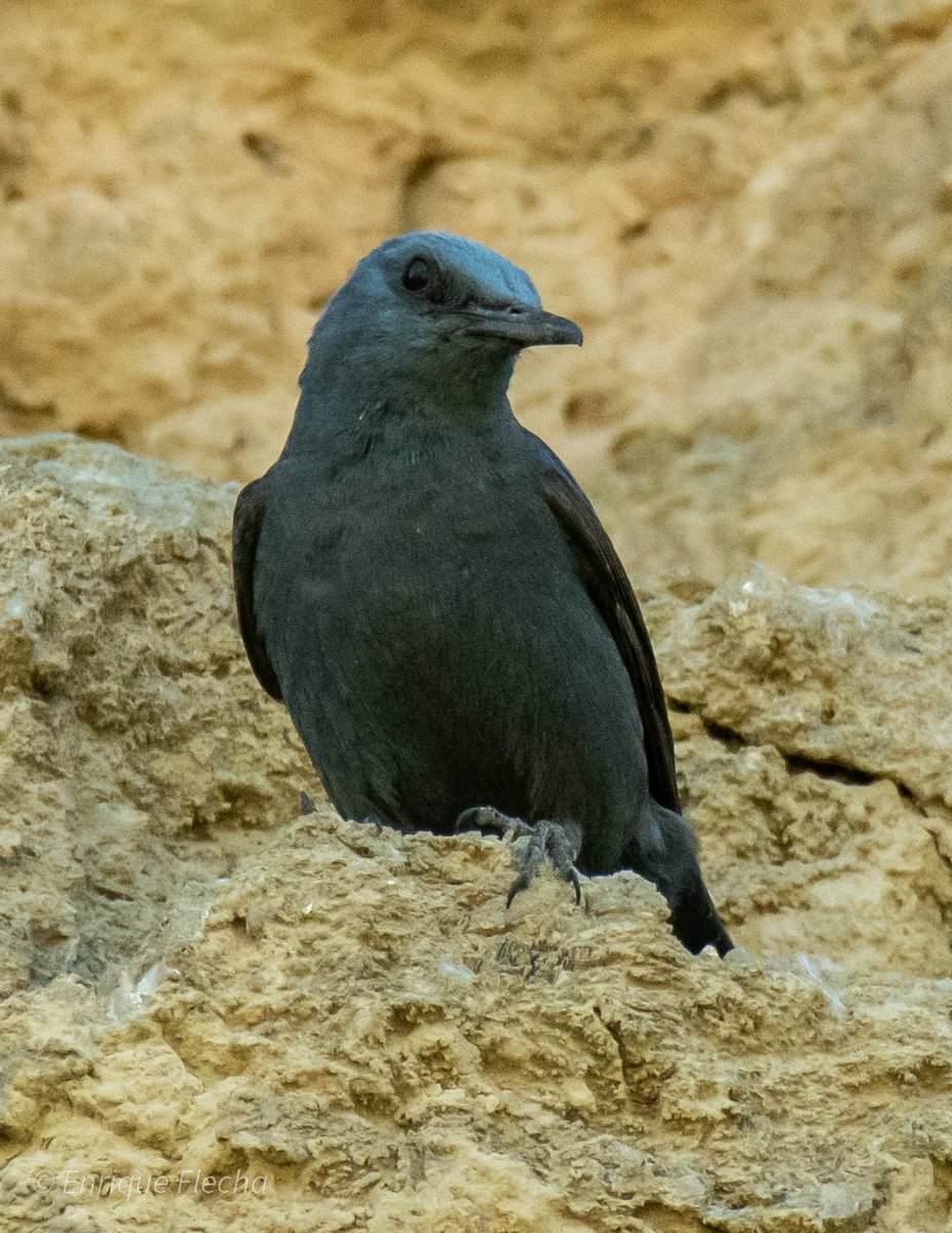 Roquero solitario (Monticola solitarius), precioso macho desde su atalaya. P. Regional del Sureste,Madrid,España, Mayo 2025. Buen finde.
Orden: Passeriformes 
Familia: Muscicapidae 
#BirdsSeenIn2025 #nikon #tamron #wildlifespain #pajareando #aves #birds #ornitologia #birdslovers