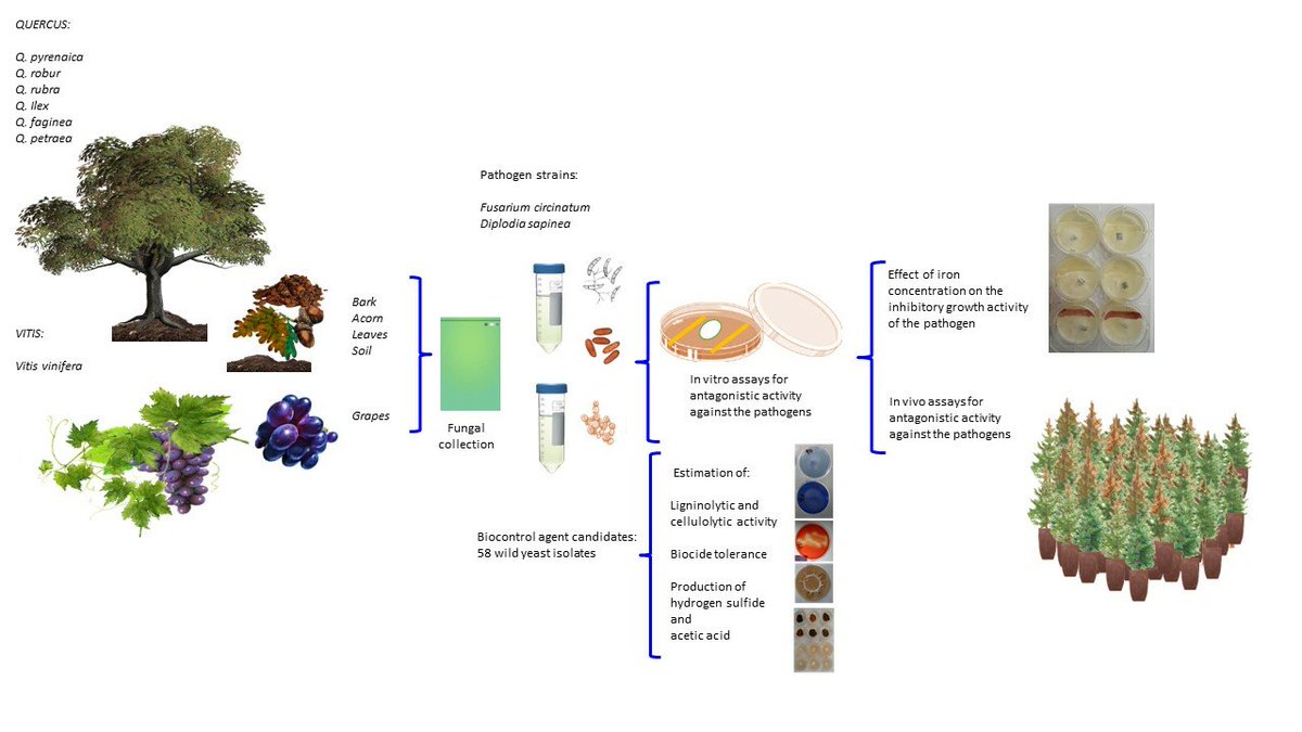 JoF_MDPI's tweet image. Wild yeasts from forests show promise as biocontrol agents against Fusarium circinatum &amp;amp; Diplodia sapinea! 🍷 Isolates from oak &amp;amp; vineyards reveal pathogen-specific inhibition &amp;amp; clone-dependent effects. #Biocontrol #ForestHealth #FungalPathogens

mdpi.com/2309-608X/9/8/…