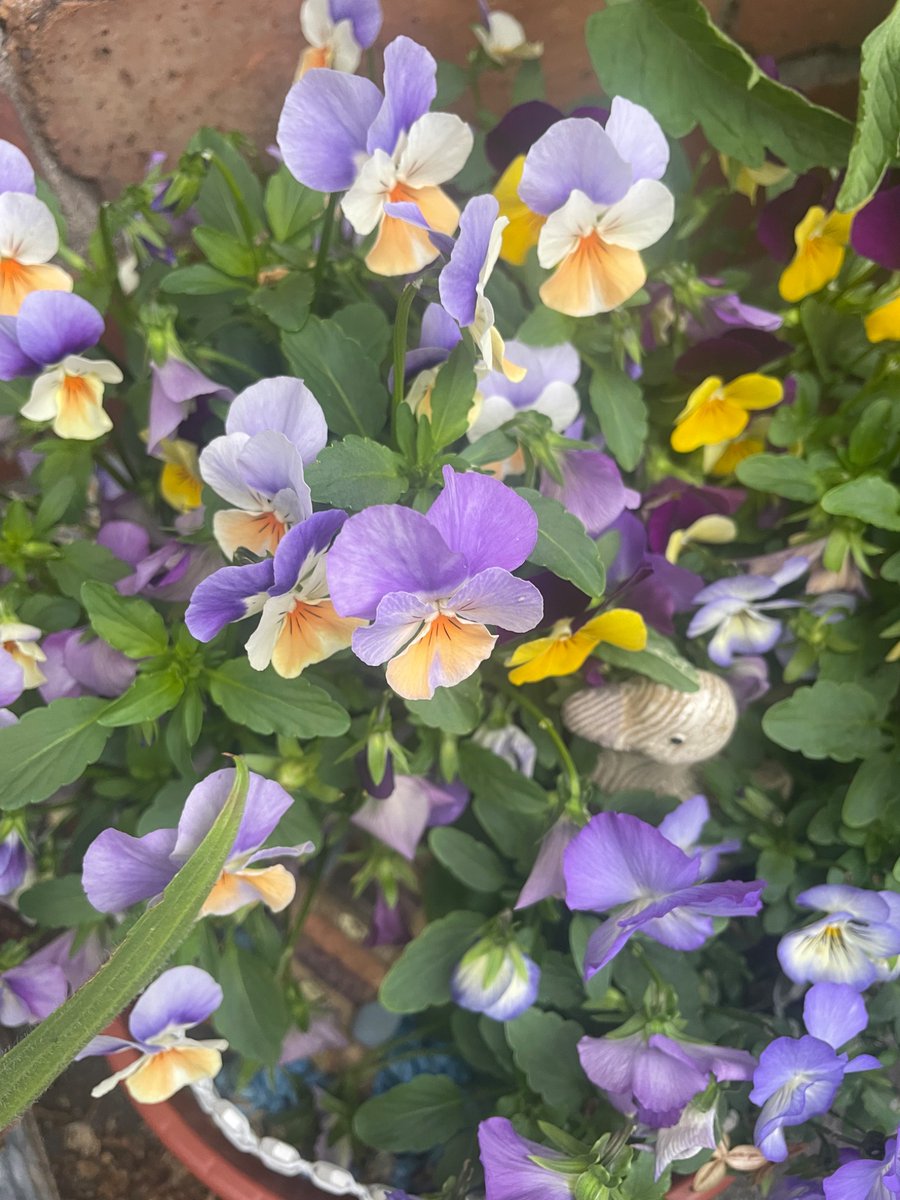 The Year One gardens are blooming!